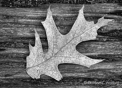 Leftover Leaf_DSCF01291bw.jpg - Photographed at Ottawa, Ontario, Canada.